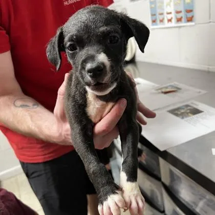 A baby large-sized male Australian Shepherd dog named Marshall for adoption in Morton Grove, IL