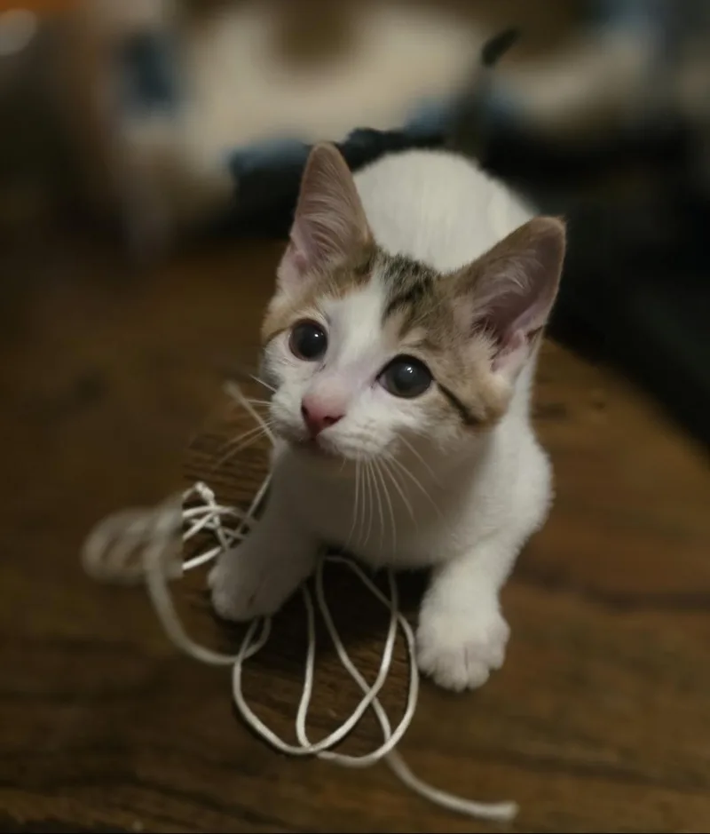 A baby medium-sized female Calico Domestic Short Hair cat named Frieren for adoption in Lincoln, NE
