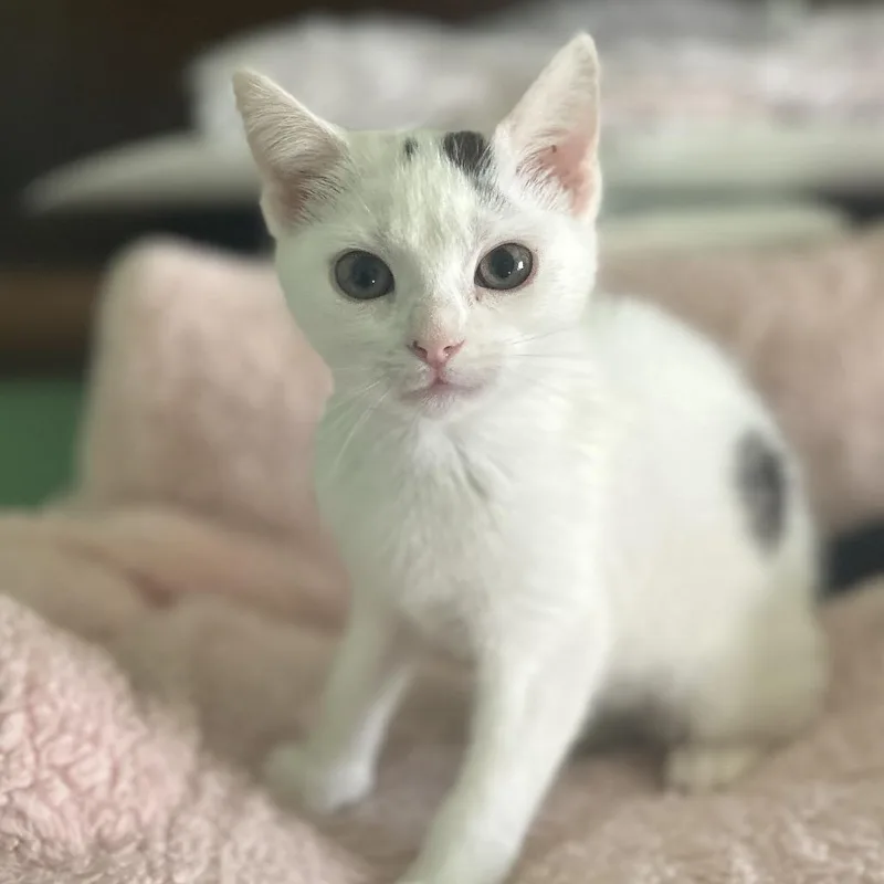 A young small-sized male White Domestic Short Hair cat named Panda for adoption in Philadelphia, PA