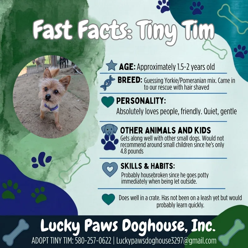 A young small-sized male Yellow / Tan / Blond / Fawn Yorkshire Terrier dog named Tiny Tim for adoption in Tishomingo, OK