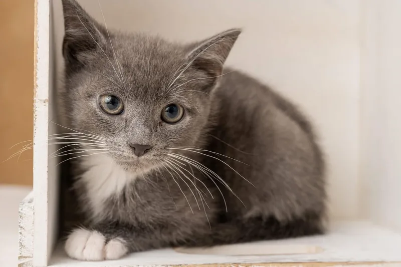 A baby medium-sized male Gray / Blue / Silver Domestic Short Hair cat named River for adoption in Kenhorst, PA