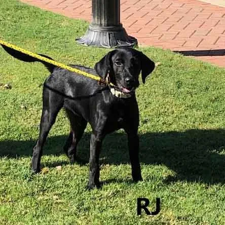 A young medium-sized male Black Labrador Retriever dog named Rj for adoption in Washington, GA