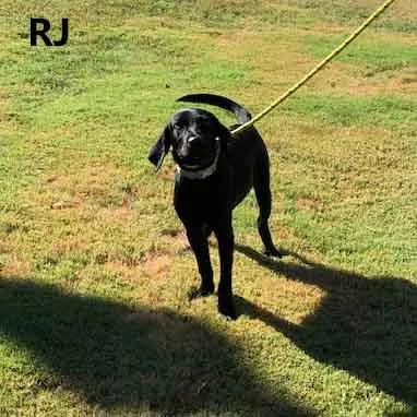 Rj thumbnail 2