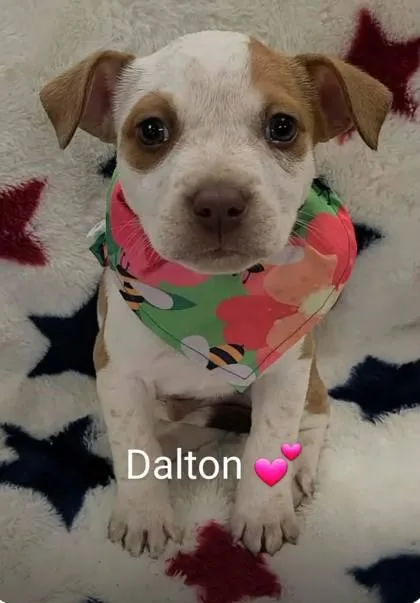 A baby medium-sized male Husky dog named Dalton for adoption in Morton Grove, IL