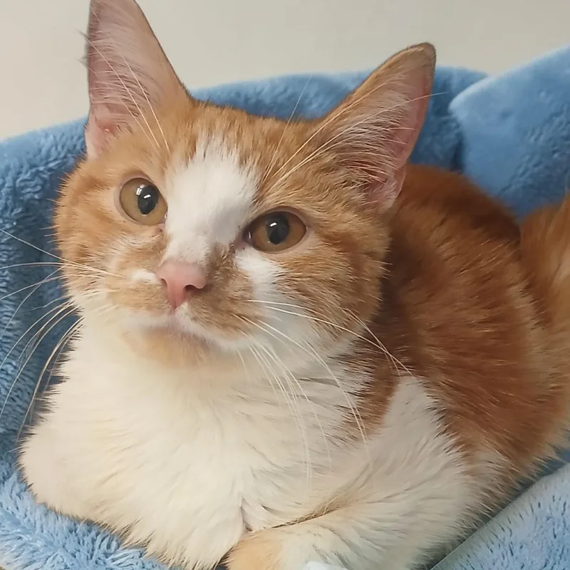 A young small-sized male Orange & White American Shorthair cat named Heathcliff for adoption in Richmond, KY