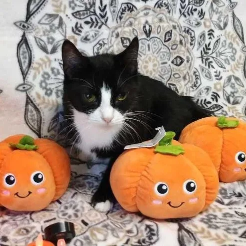 A young medium-sized female Black & White / Tuxedo Domestic Short Hair cat named Sara Gray for adoption in Valdosta, GA