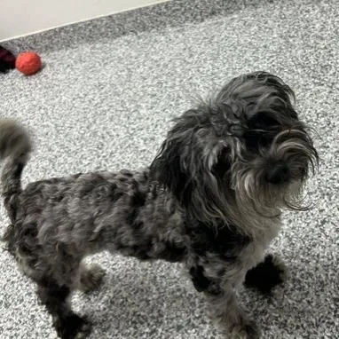 An adult small-sized male Gray / Blue / Silver Shih Tzu dog named Mickey for adoption in Brookfield, WI