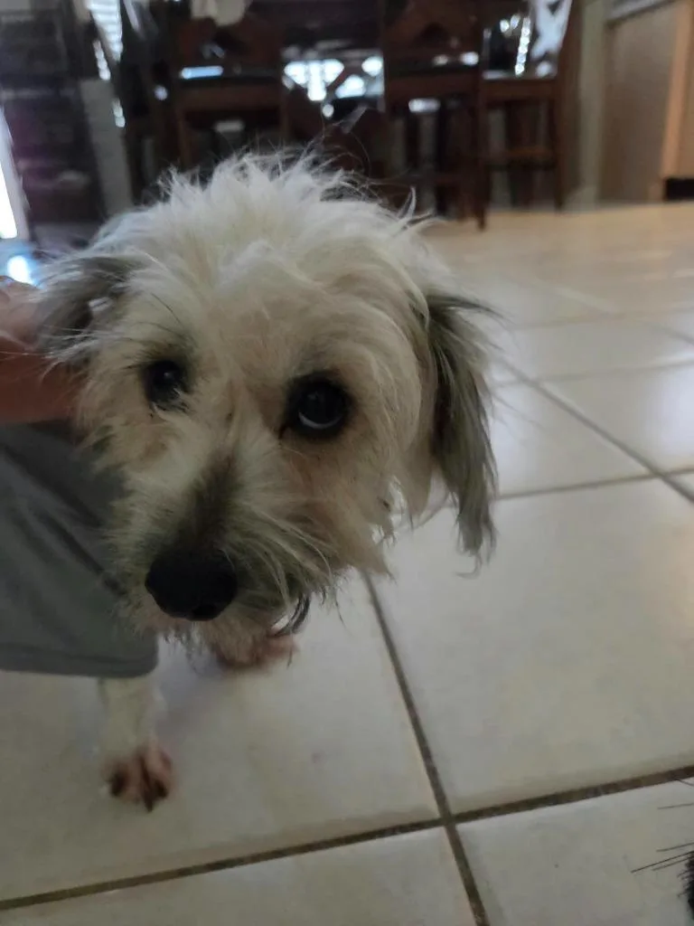 A young medium-sized female Terrier dog named Laverne for adoption in Mesa, AZ