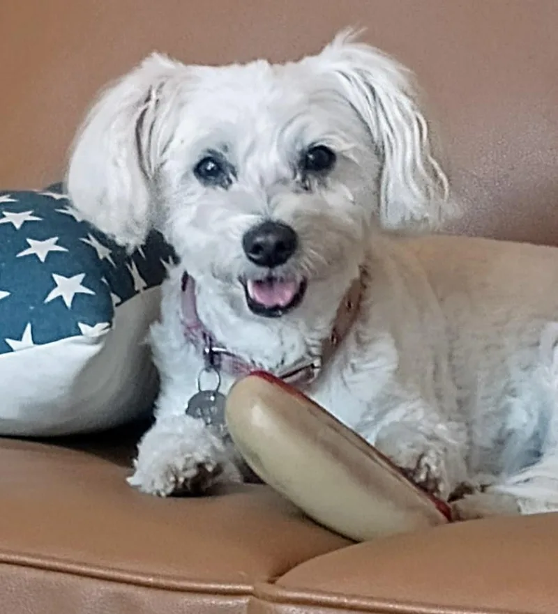 A senior medium-sized female Poodle dog named Fiona for adoption in Eastsound, WA