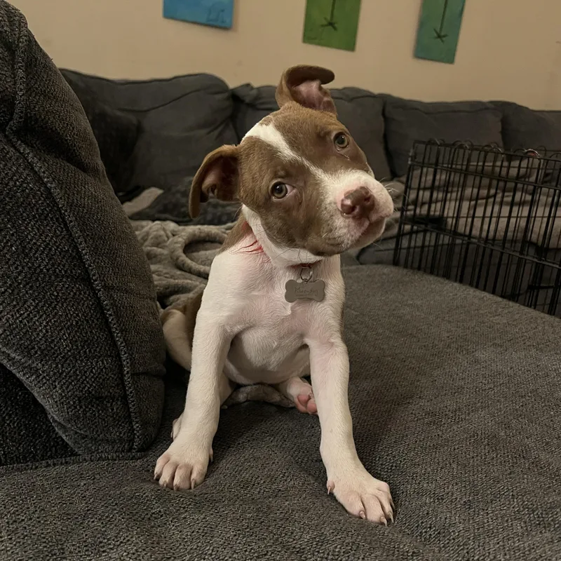 A young medium-sized female American Staffordshire Terrier dog named Dana for adoption in Mount Pleasant, SC