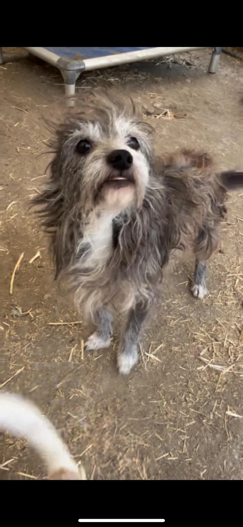 A young small-sized male Gray / Blue / Silver Miniature Schnauzer dog named Gus Gus for adoption in Hamden, CT