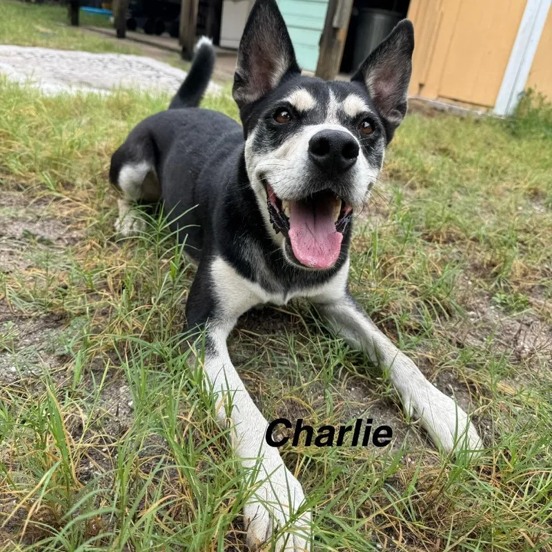Charley thumbnail 3