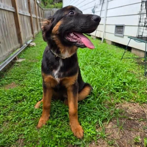 A young medium-sized male German Shepherd Dog dog named Bear for adoption in Sugar Land, TX
