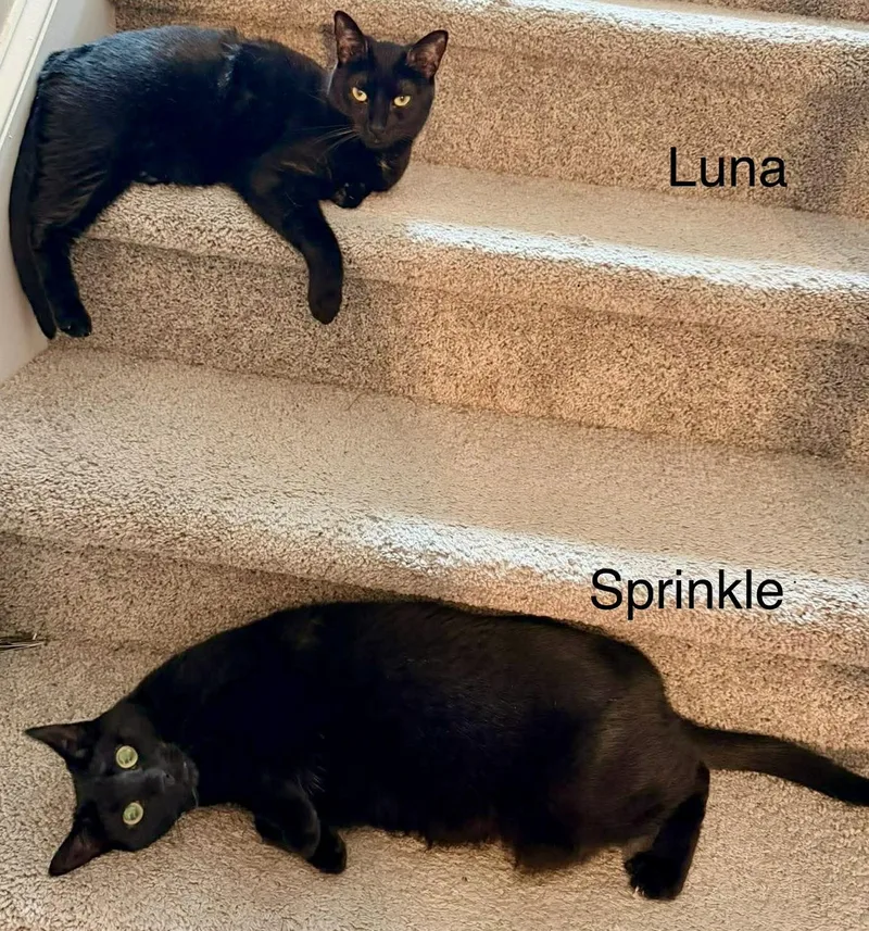 A young medium-sized female Black Domestic Short Hair cat named Sprinkle for adoption in Fayetteville, NC