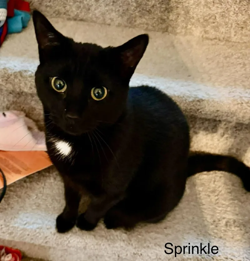 Sprinkle thumbnail 2