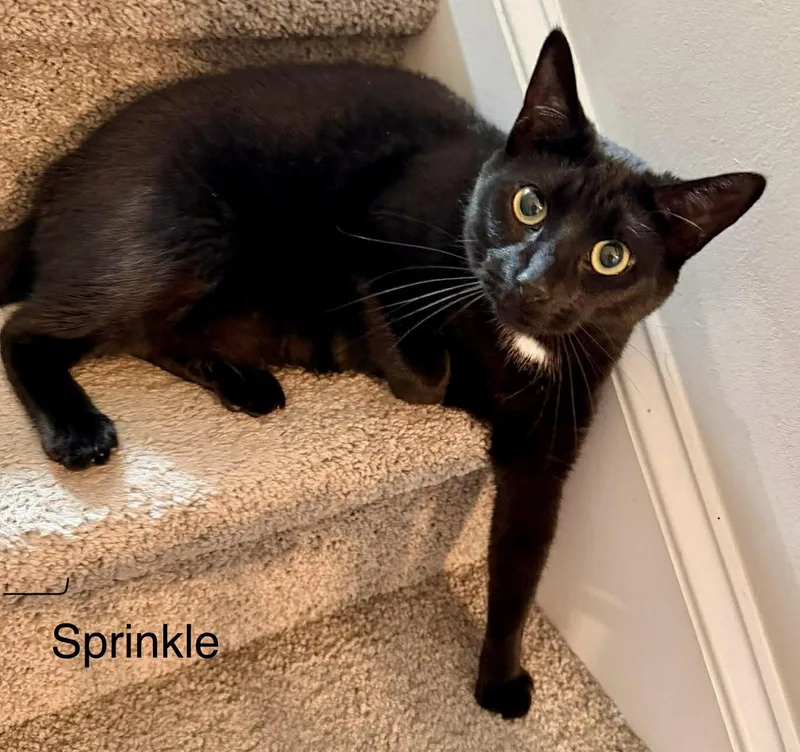 Sprinkle thumbnail 3