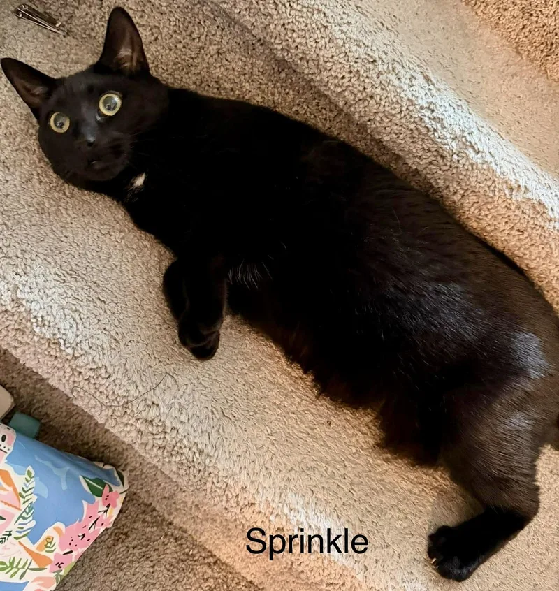 Sprinkle thumbnail 5