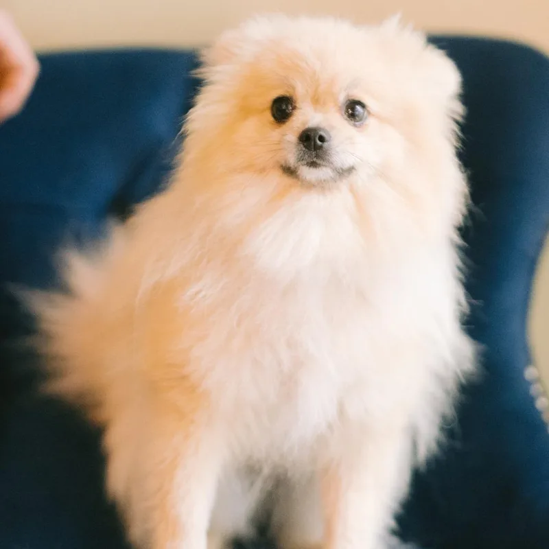 A young small-sized female Pomeranian dog named Lucy for adoption in Zionsville, IN