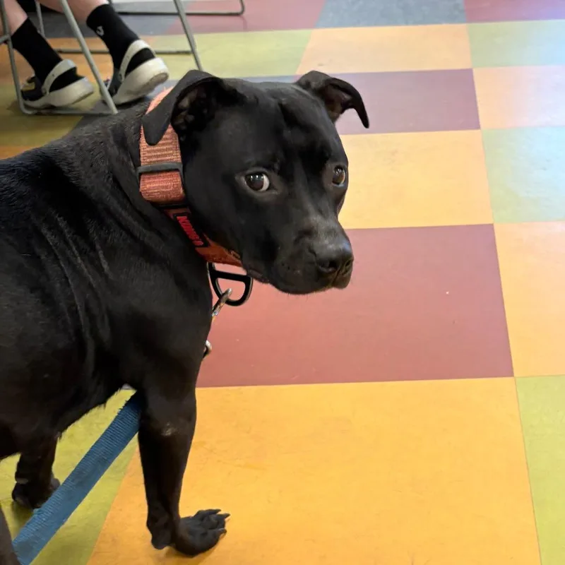 An adult medium-sized female Black Mixed Breed dog named Indigo for adoption in Philadelphia, PA