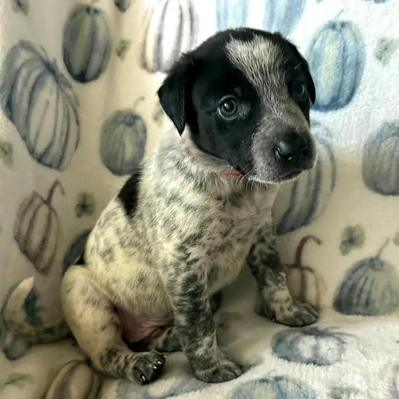 A baby small-sized male Pointer dog named Bam Bam Scout for adoption in CORPUS CHRISTI, TX
