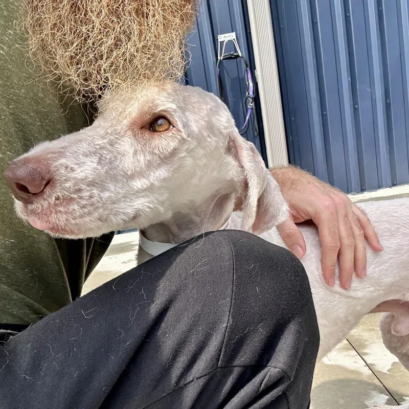 A young medium-sized male White / Cream Mixed Breed dog named John Lennon for adoption in Matteson, IL