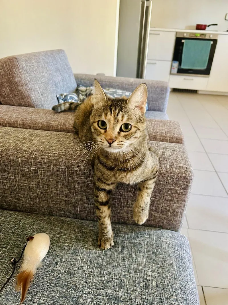 An adult medium-sized female Domestic Short Hair cat named Olive The One for adoption in Somerset, NJ