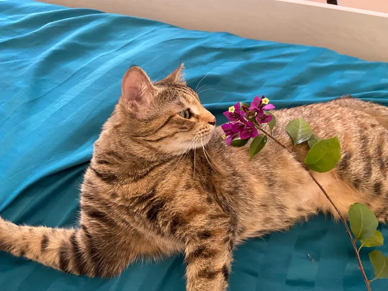 Olive  The One thumbnail 5