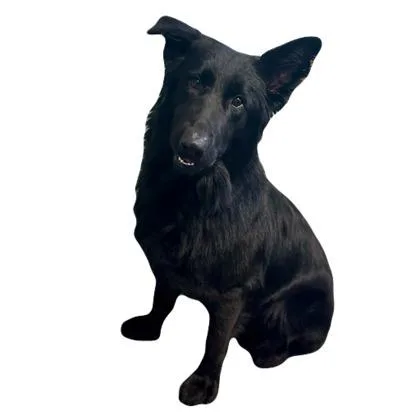 Rascal