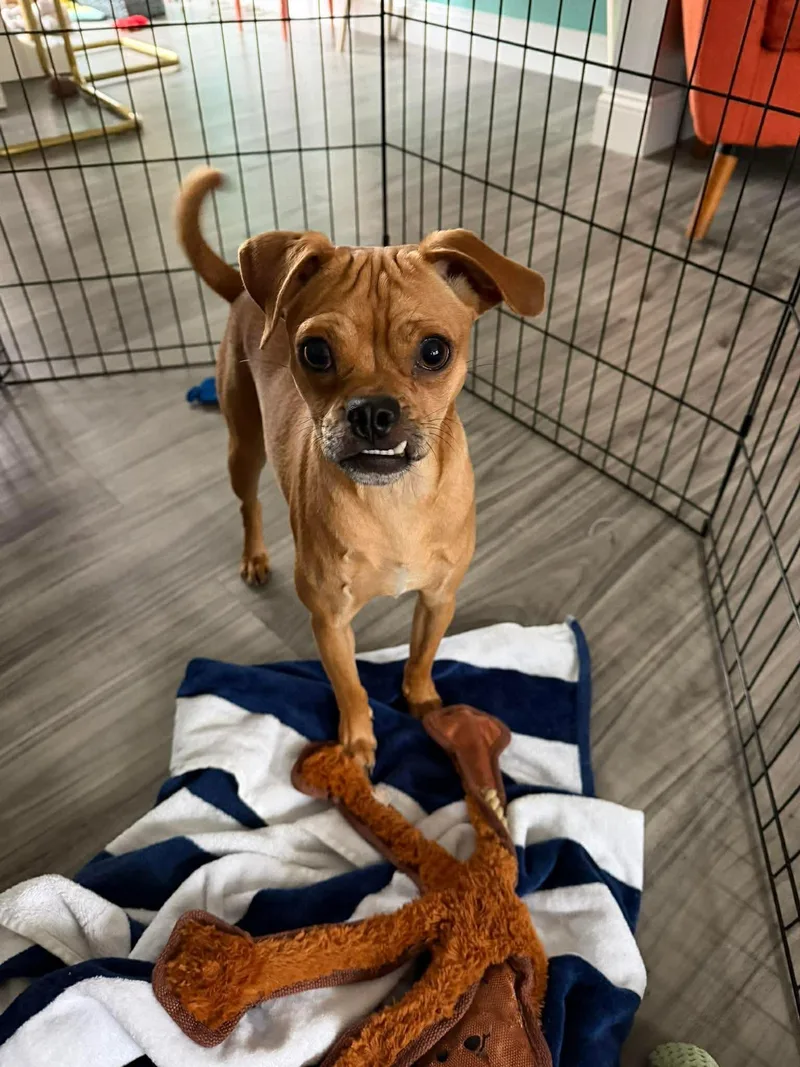 An adult small-sized male Pug dog named Sid for adoption in Portland, ME