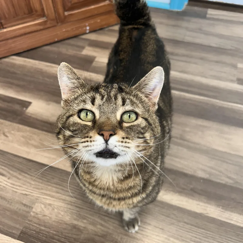 An adult medium-sized male Tabby (Brown / Chocolate) Tabby cat named Hickory for adoption in Grand Rapids, MI