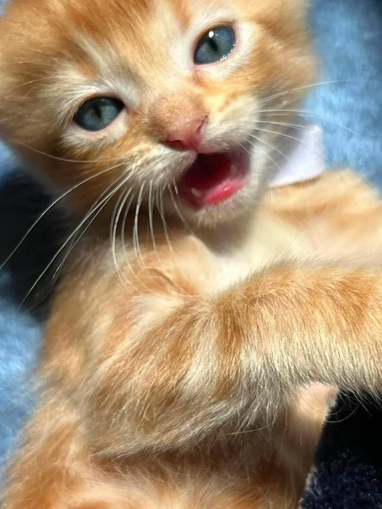 A baby small-sized female Tabby (Orange / Red) Tabby cat named Pippi for adoption in TULSA, OK