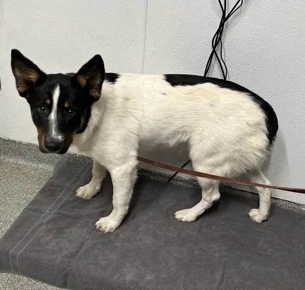 An adult large-sized male Australian Cattle Dog / Blue Heeler dog named Finny for adoption in Oceanside, CA