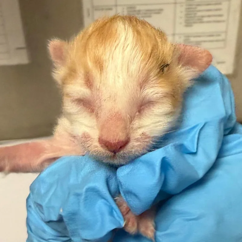 A baby small-sized female Orange / Red Domestic Short Hair cat named Ciara for adoption in Yuma, AZ