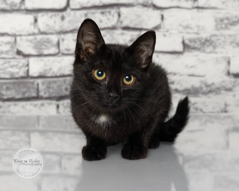 A baby medium-sized male Black Bombay cat named Sheldon for adoption in Tuscaloosa, AL