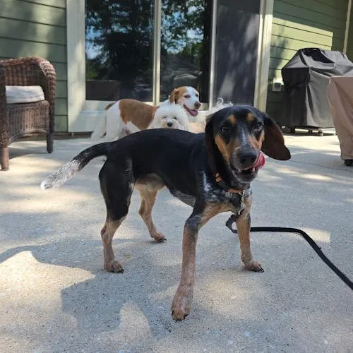 A young small-sized male Tricolor (Brown, Black, & White) Beagle dog named Earl for adoption in Toledo, OH