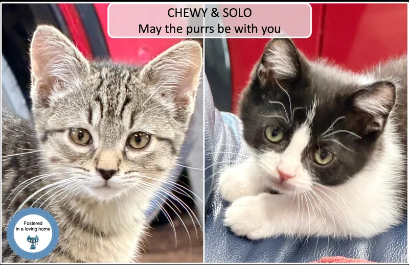 Chewy and Solo thumbnail 3
