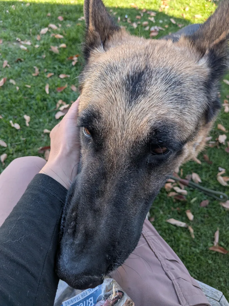 An adult large-sized male German Shepherd Dog dog named Miller for adoption in Hermiston, OR