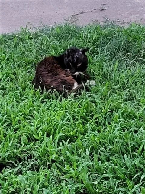 An adult medium-sized male Domestic Medium Hair cat named Charlie for adoption in San Antonio, TX