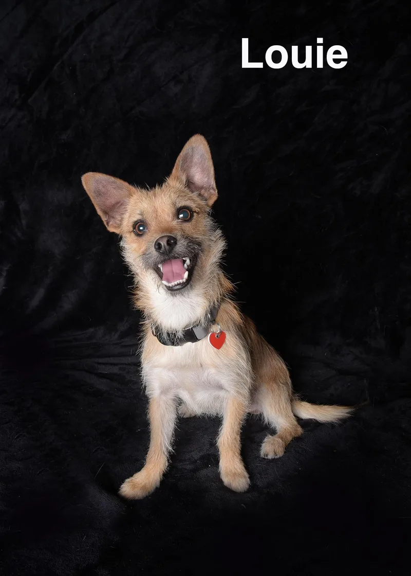 A young small-sized male White / Cream Terrier dog named Louie for adoption in Van Nuys, CA