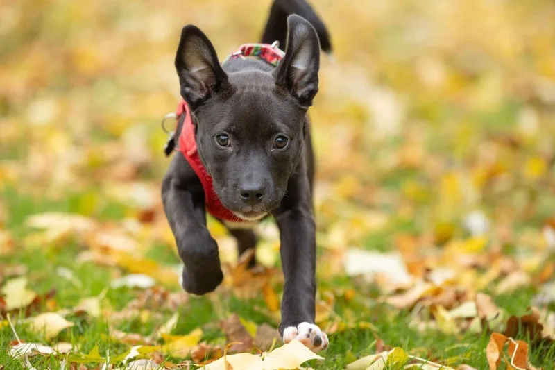 A baby medium-sized female Mixed Breed dog named Mariah Carey for adoption in Savage, MN