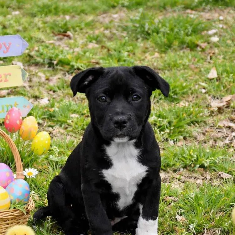 Catalina thumbnail 2