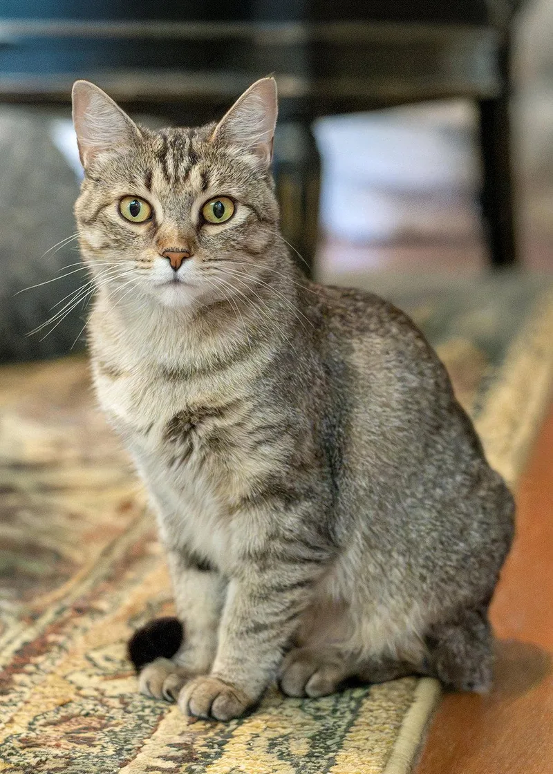 A young medium-sized female Tabby cat named Ursula for adoption in Buford, GA
