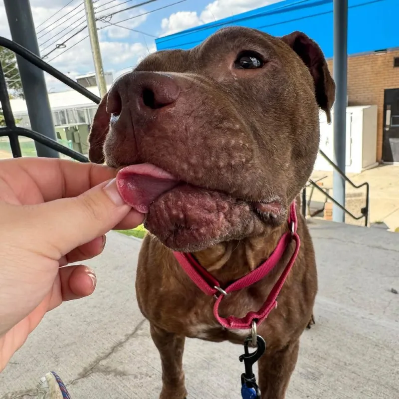 An adult medium-sized female Brown / Chocolate Mixed Breed dog named Paris Hilton for adoption in Dearborn, MI