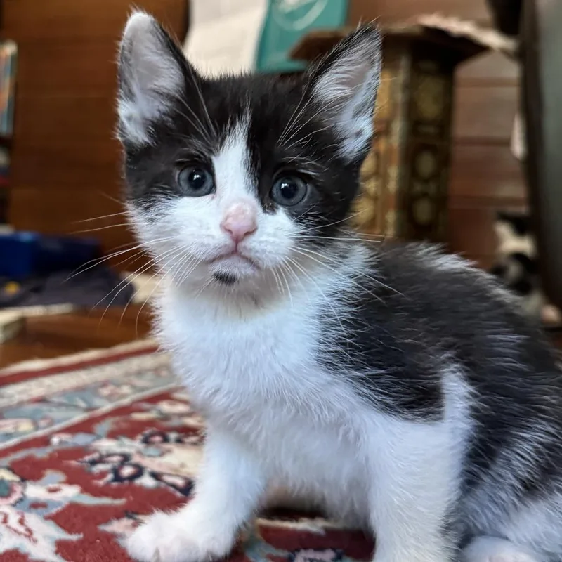 A baby small-sized female Black Domestic Short Hair cat named Rocio for adoption in Winston-Salem, NC