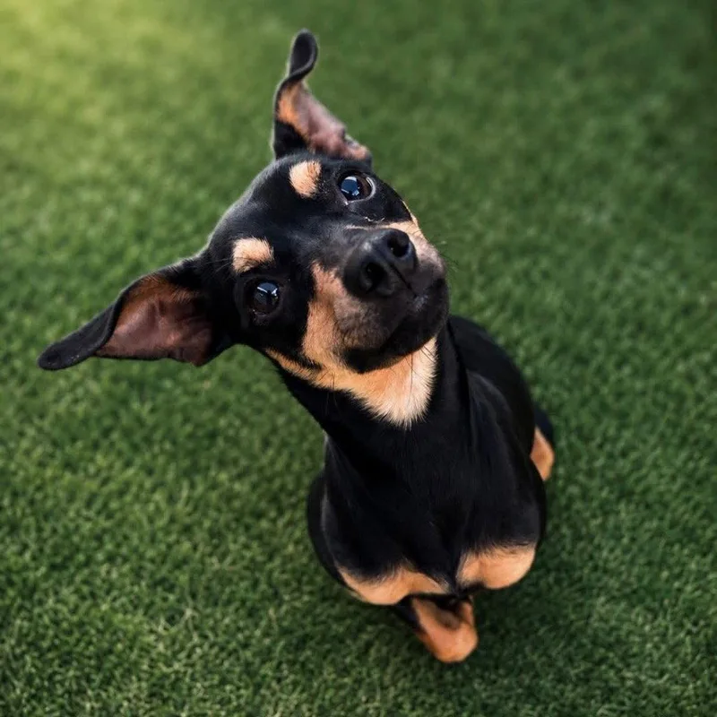A young small-sized female Terrier dog named Celeste for adoption in Bloomfield, CT
