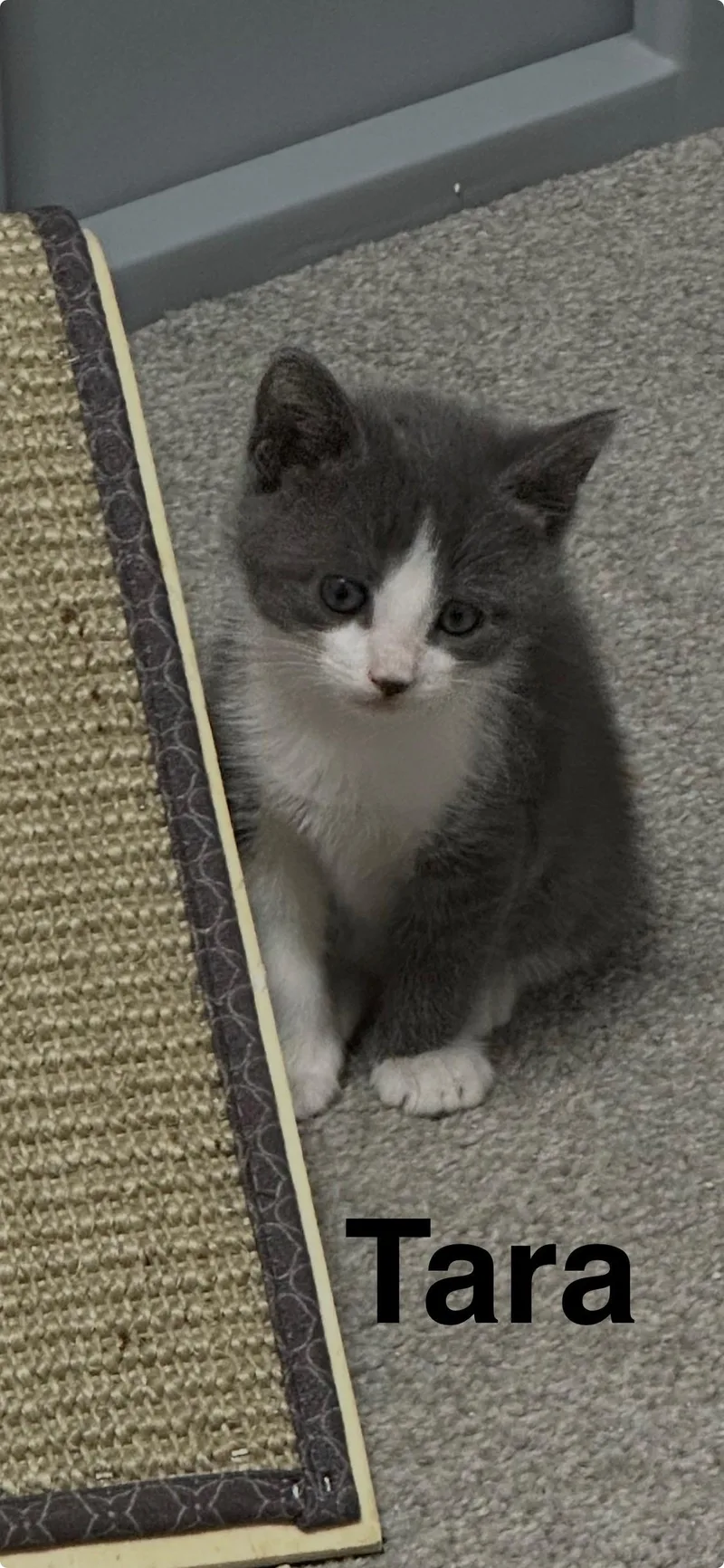 A baby medium-sized female Gray & White Domestic Short Hair cat named Tara for adoption in Dade City, FL