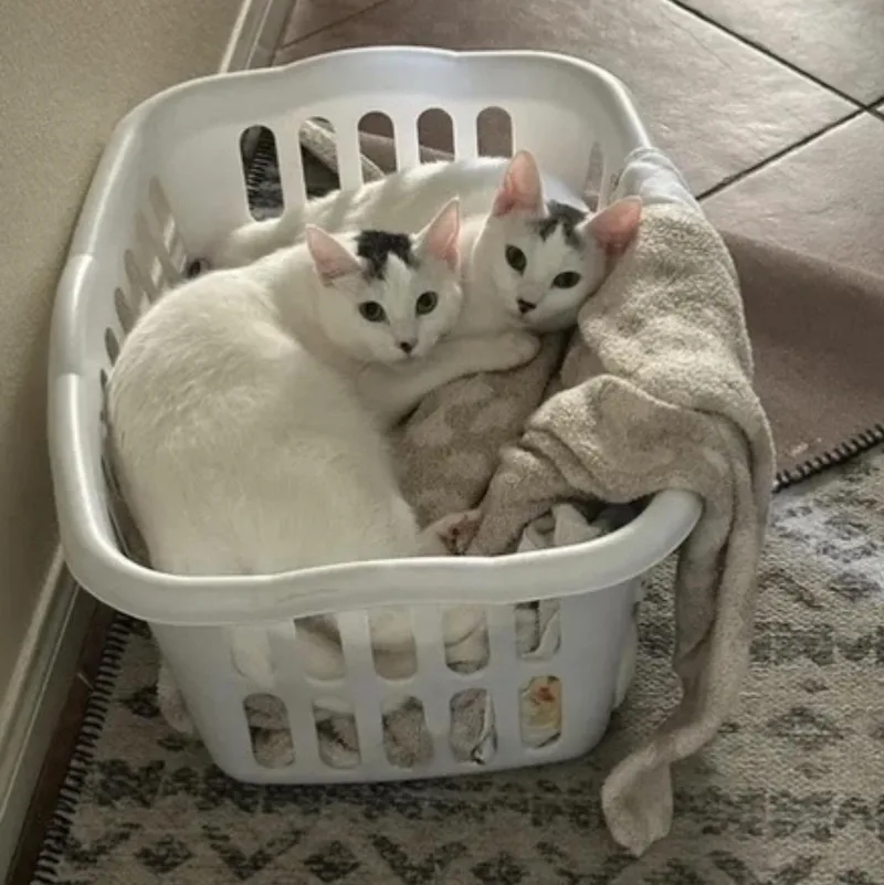 Purrlina thumbnail 2