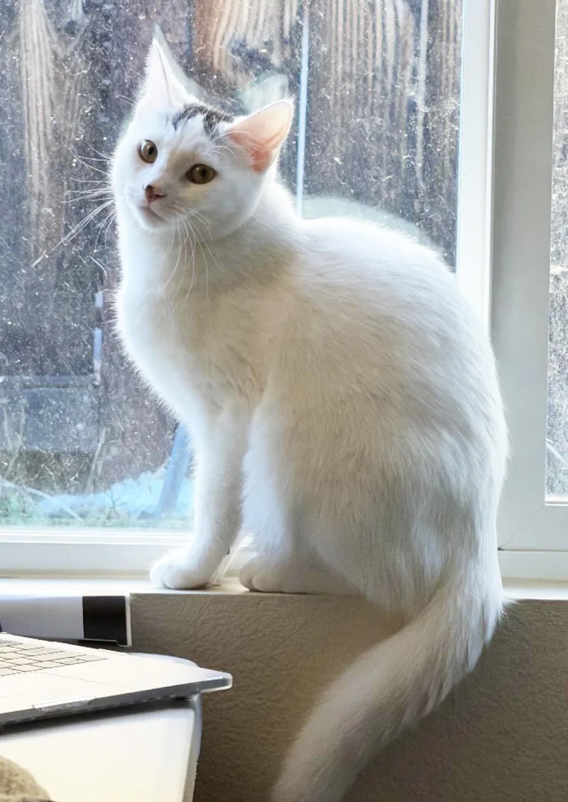 Purrlina thumbnail 3