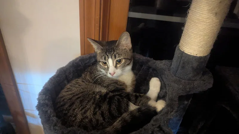 Turkey Tina thumbnail 2