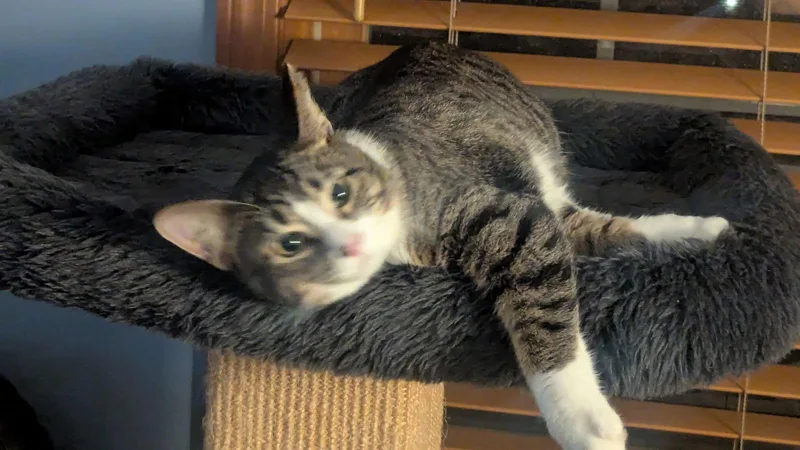 Turkey Tina thumbnail 3